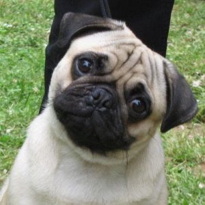 🐕 Help These Celebrities Adopt a Dog to Find Out Who Your Celeb BFF Is Pug