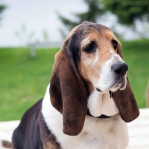 🐕 Help These Celebrities Adopt a Dog to Find Out Who Your Celeb BFF Is Basset Hound