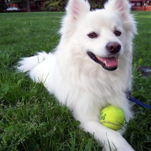 If You Want to Know the Number of 👶🏻 Kids You’ll Have, Choose Some 🐶 Dogs to Find Out American Eskimo Dog