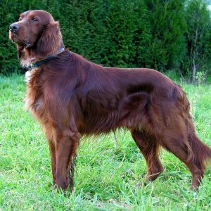 If You Want to Know the Number of 👶🏻 Kids You’ll Have, Choose Some 🐶 Dogs to Find Out Irish Setter