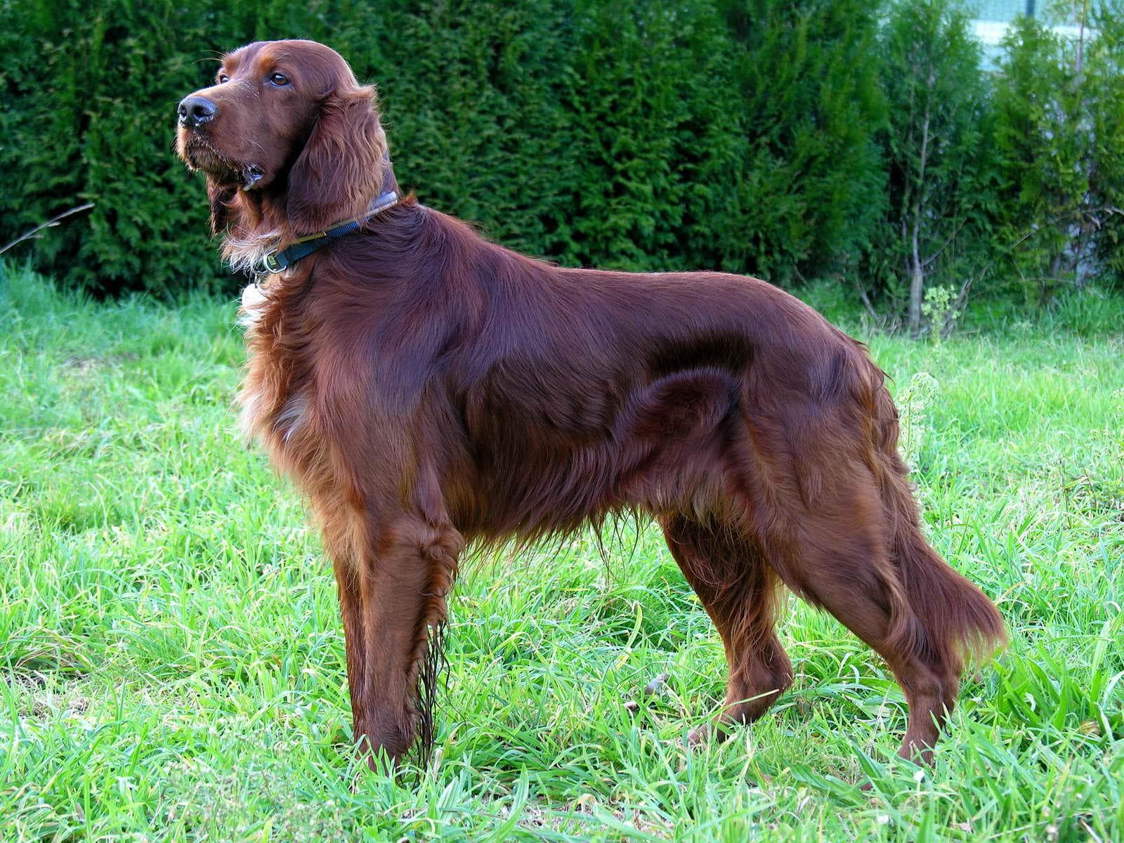 You got: Irish Setter! Go on a Colorful Culinary Adventure 🌈 to Determine Exactly Which Unique Dog Breed 🐕 You’d Be