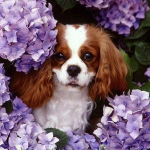 Dog Personality Quiz 🐶: What Wild Animal Are You? 🦁 Cavalier King Charles Spaniel