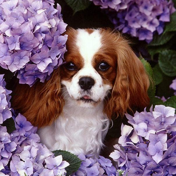 This 🐕 Dog Breeds Quiz May Be a Liiiittle Challenging, But Let’s See If You Can Score 15/20 Cavalier King Charles Spaniel