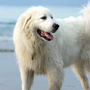 Can We Accurately Guess Your Zodiac Element Just by the Team of Animals You Build? Pyrenean Mountain Dog