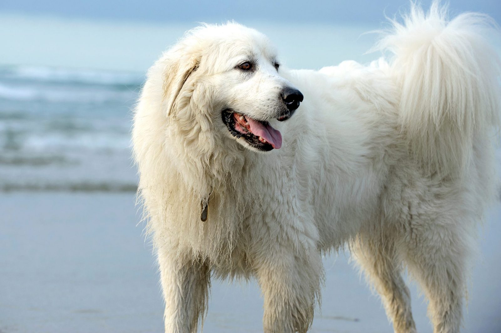 Can You Pass This Geography Quiz Where Every Question Comes With a 🐶 Dog-Related Clue? Pyrenean Mountain Dog