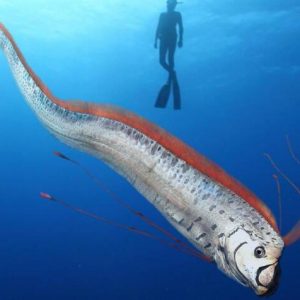 Can We Accurately Guess Your Zodiac Element Just by the Team of Animals You Build? Oarfish