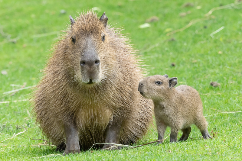 Capybara