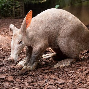 Can We Accurately Guess Your Zodiac Element Just by the Team of Animals You Build? Aardvark