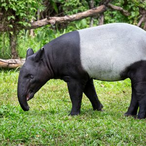 Can We Accurately Guess Your Zodiac Element Just by the Team of Animals You Build? Tapir