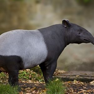 Alphabet Animals Pet Quiz Tapir