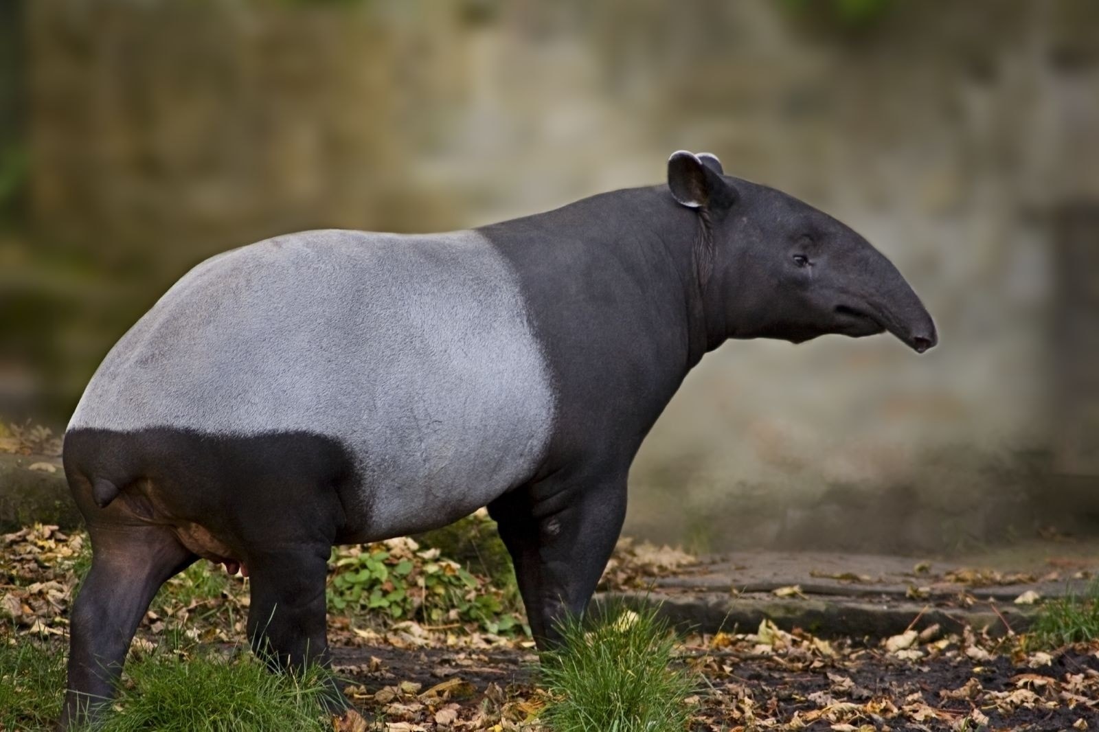 Can We Accurately Guess Your Zodiac Element Just by the Team of Animals You Build? Tapir