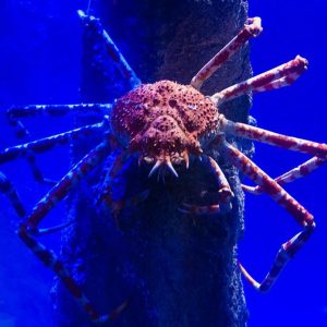 Can I Guess Zodiac Element By Team Of Animals You Build? Quiz Japanese Spider Crab