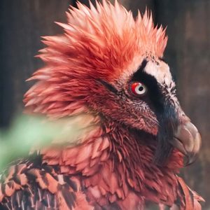 Can We Accurately Guess Your Zodiac Element Just by the Team of Animals You Build? Bearded vulture