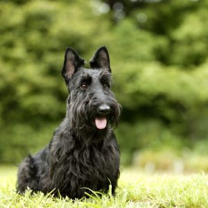 If You Want to Know the Number of 👶🏻 Kids You’ll Have, Choose Some 🐶 Dogs to Find Out Scottish Terrier
