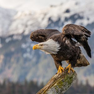 Alaska Trivia Quiz Bald eagle