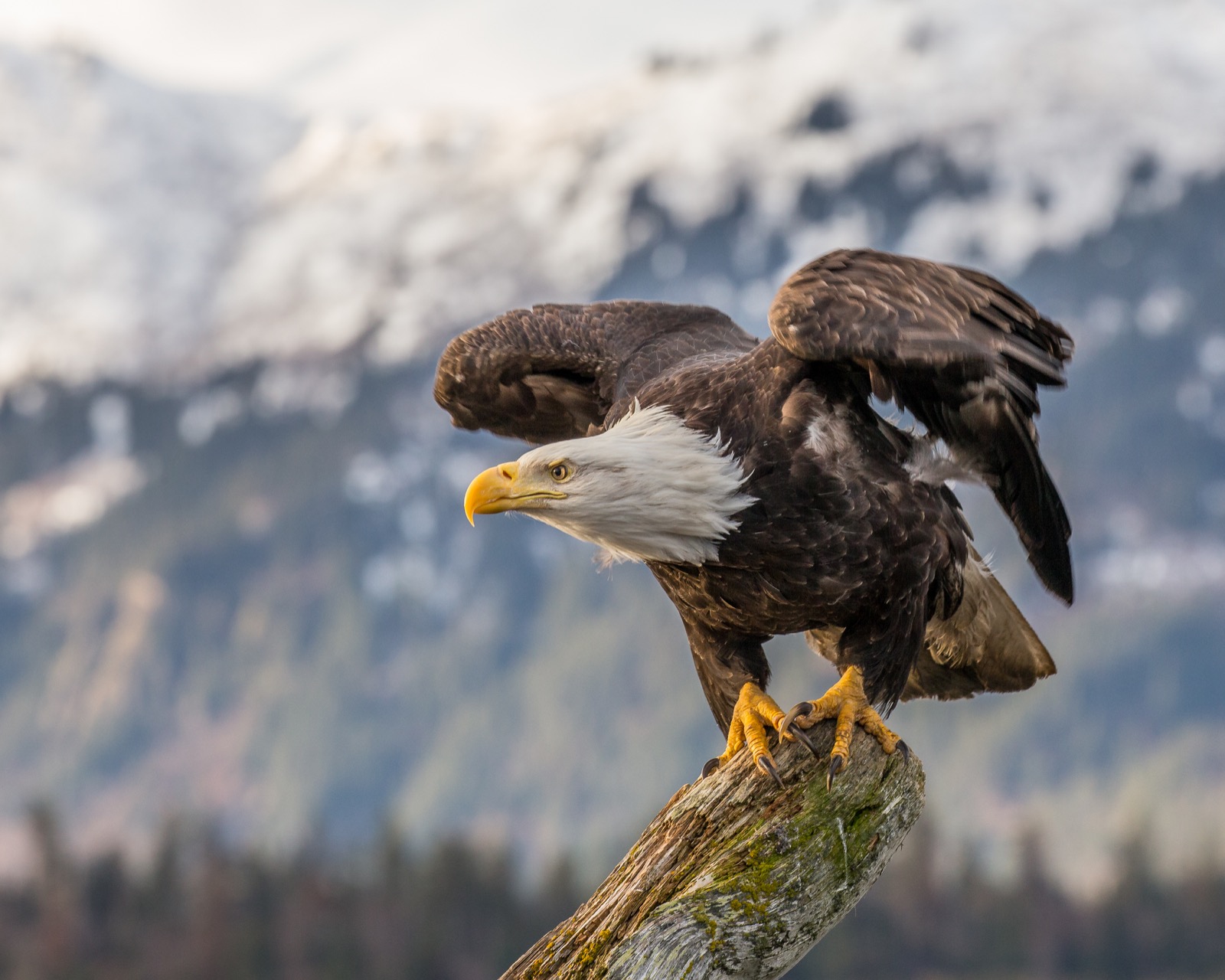 Those with a High IQ Should Have No Problem Passing This Random Knowledge Quiz bald eagle