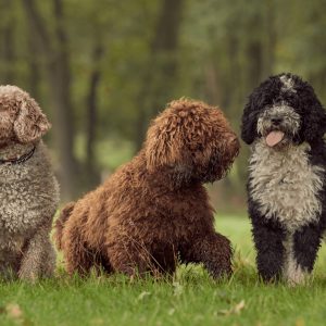Guess The Disney Movie Titles Quiz Dogs