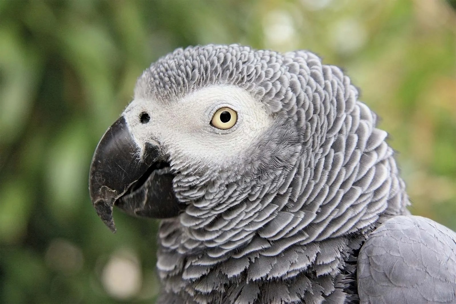 Can You *Actually* Crush This Mixed Knowledge Quiz on Your First Try? African gray parrot