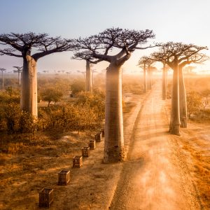 This Travel Quiz Is Scientifically Designed to Determine the Time Period You Belong in Madagascar