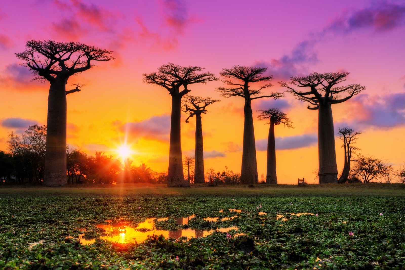 We’ll Give You an 🌮 International Food to Try Based on the ✈️ Places You Would Rather Visit Avenue of the Baobabs, Madagascar