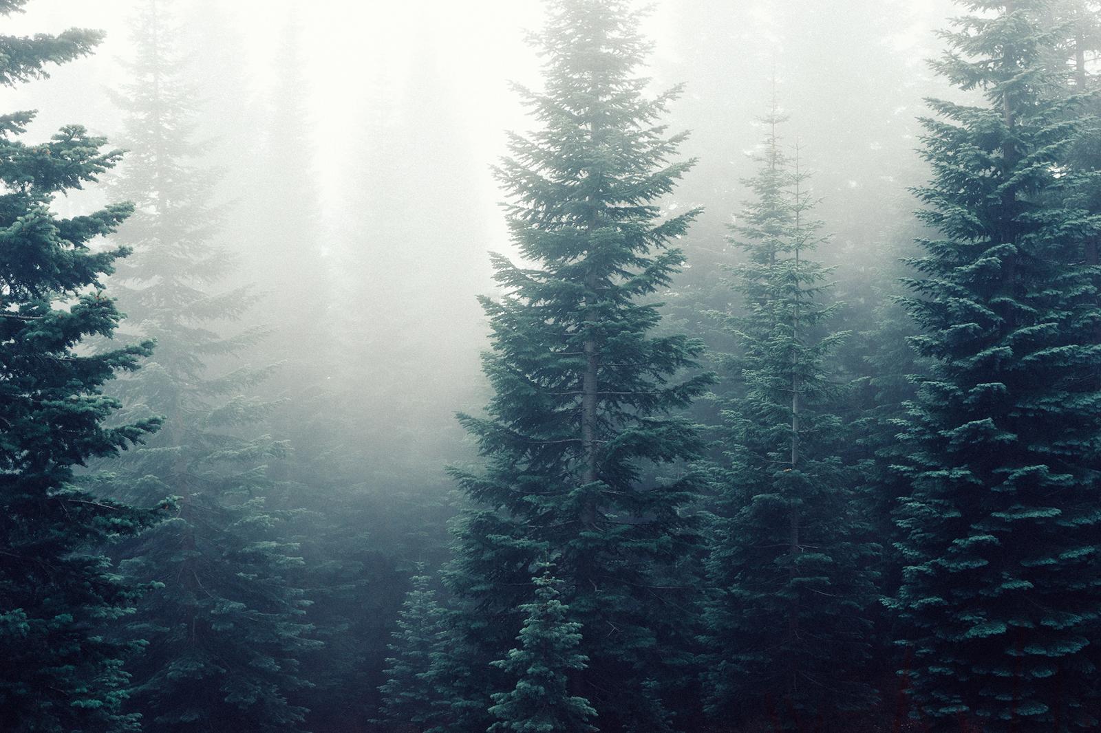 Winter Facts Quiz Misty forest Pine trees fog