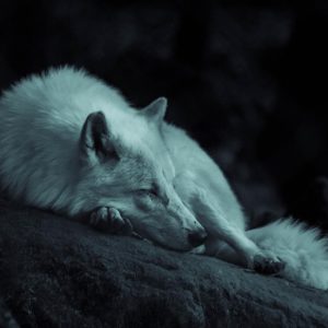What Urban Legend Creature Are You? Quiz Wolf