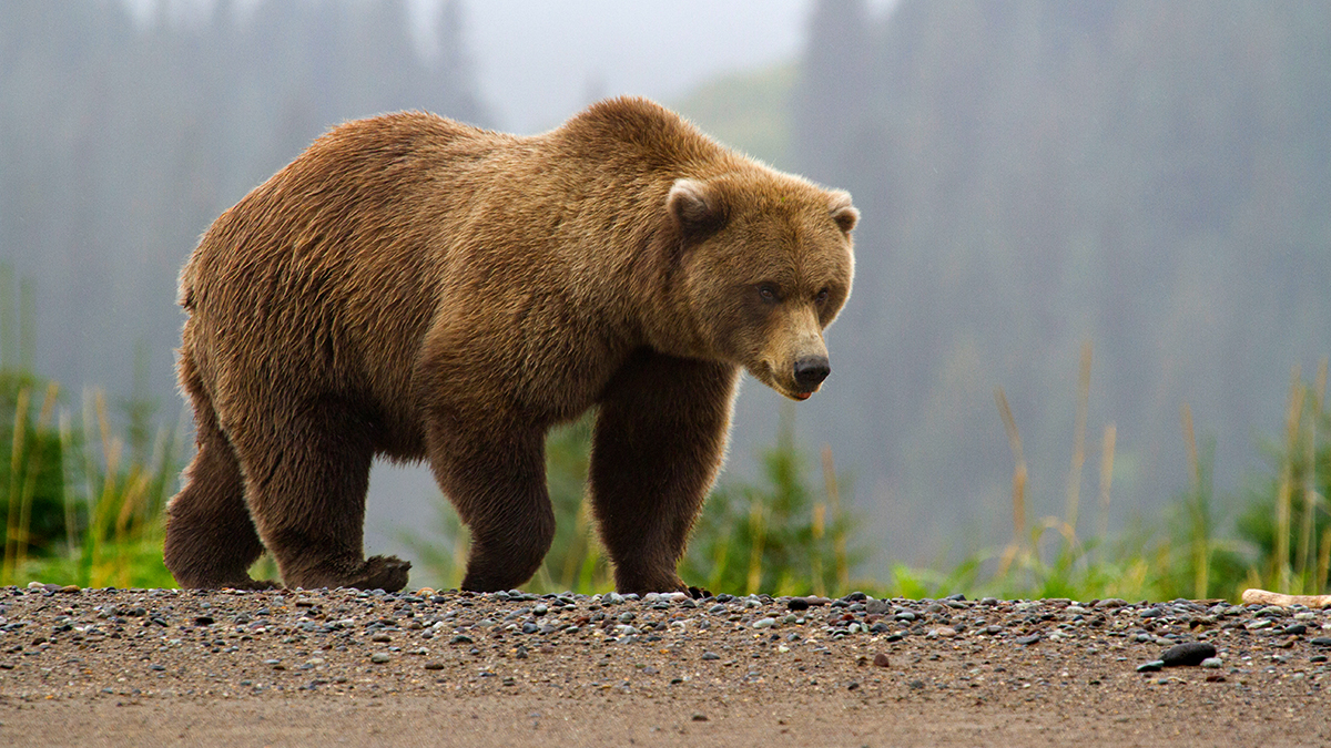 🛟 Choose an Item for Various Life-Threatening Situations and We’ll Tell You If You Survived brown grizzly bear