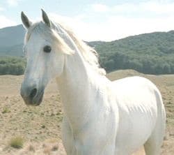 Are You A Dragon, A Phoenix, A Unicorn, Or A Griffin? Quiz Shadowfax the Horse