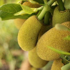 What Fast Food Item Matches Your Personality? Quiz Jackfruit
