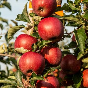 Are You One Of 10% Who Can Nail This 25-Question English Test? Apples and pears