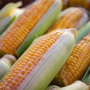 World Food Day Quiz Corn