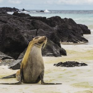 You're Undoubtedly Smart Friend If You Find This General Knowledge Quiz Too Easy Galapagos
