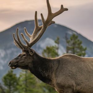 True Colors Personality Test Gentle deer calming fears & showing the way