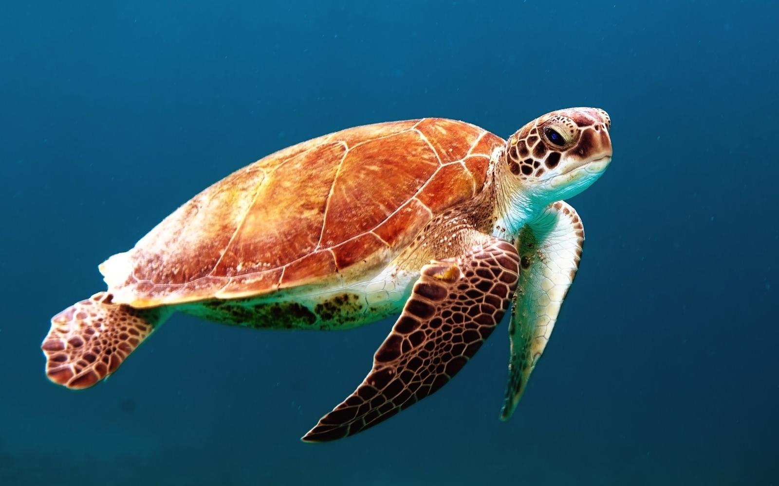 Green Trivia Quiz Sea Turtle