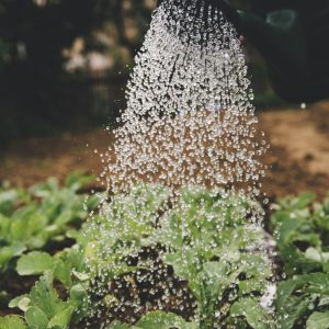 Are You A Rebel, A Scholar, An Artist, Or A Leader? Quiz Gardening