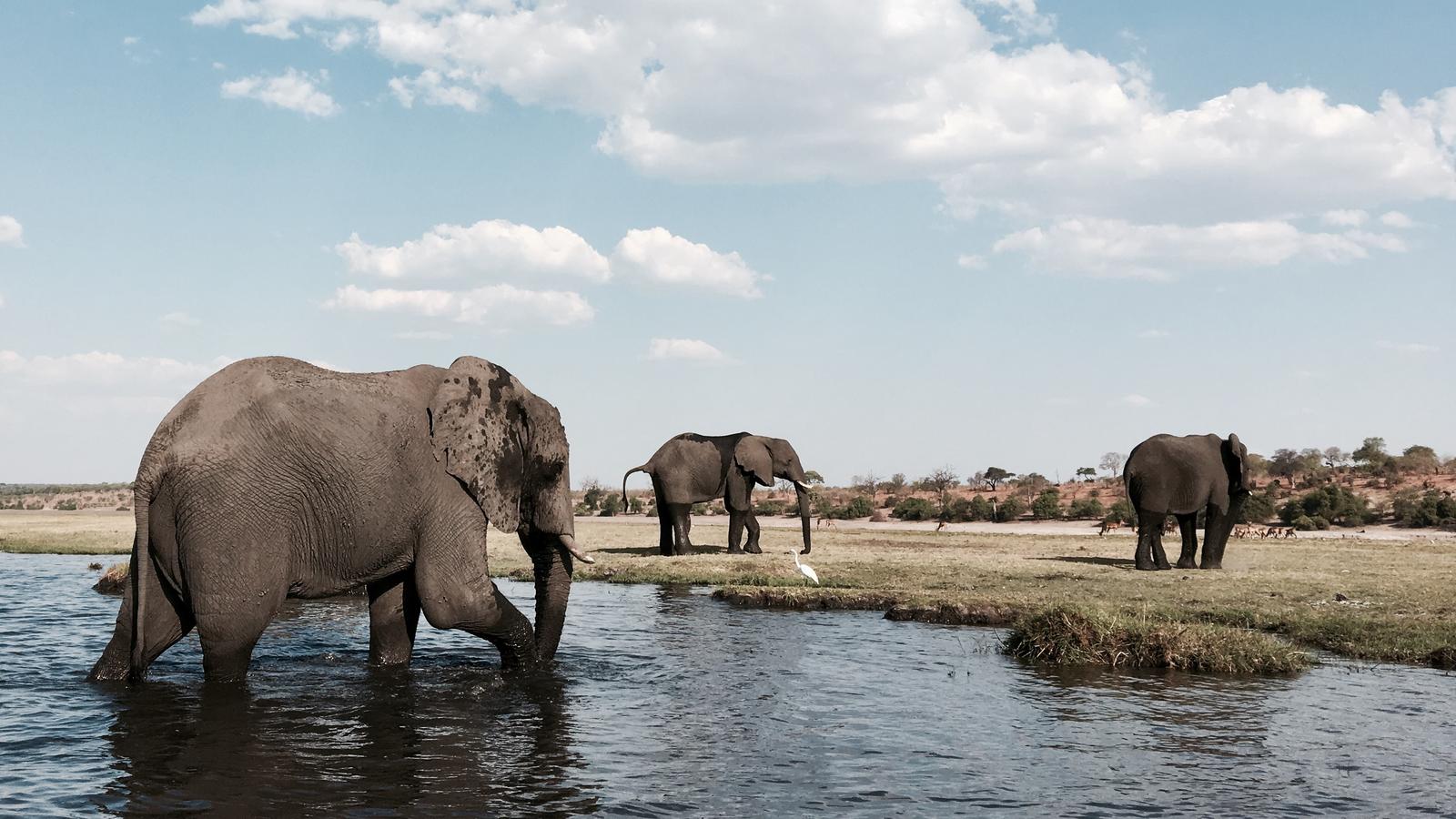 Only Half of These Random Facts Are True — Let’s See If You Can Figure Out Which Ones They Are Elephant safari