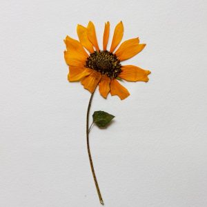 Fun Activities Quiz Flower pressing