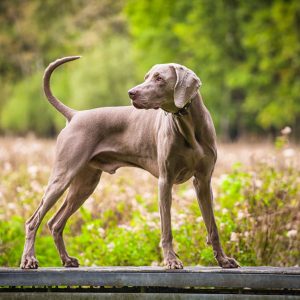 If You Want to Know the Number of 👶🏻 Kids You’ll Have, Choose Some 🐶 Dogs to Find Out Weimaraner