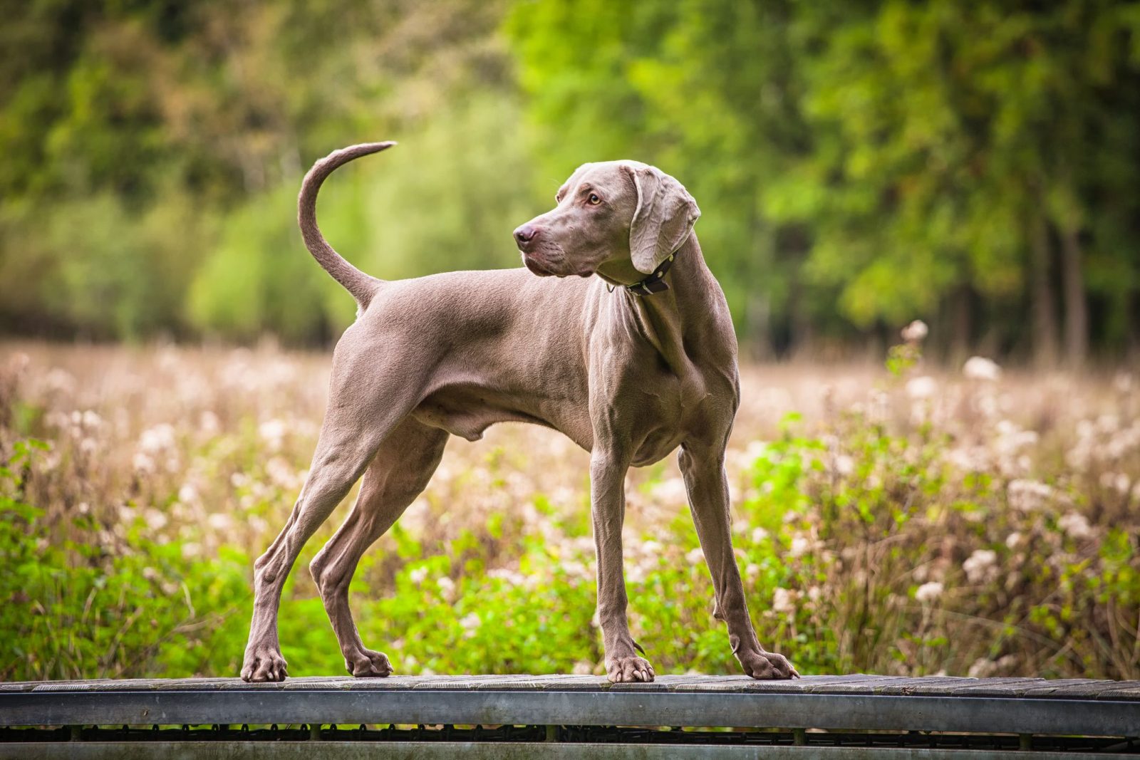 This Dog Trivia Quiz Will Separate the 🐶 Pups from the Top Dogs 🐕 – Are You Ready to Play? Weimaraner dog