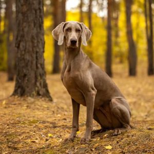 🐕 Help These Celebrities Adopt a Dog to Find Out Who Your Celeb BFF Is Weimaraner
