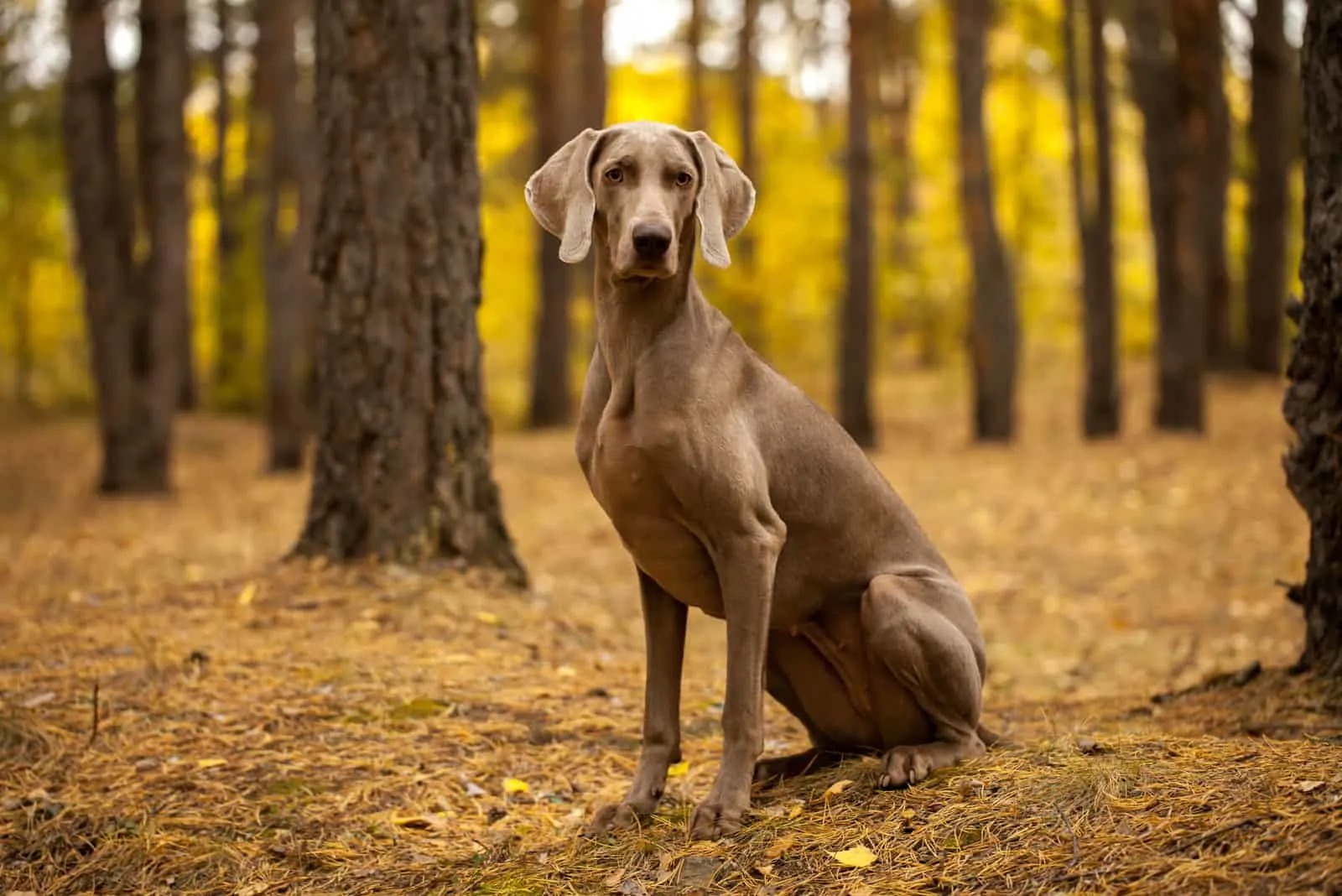 It’s OK If You Don’t Know That Many Dog Breeds. 🐶 Take This Quiz to See Some Pups Anyway Weimaraner dog