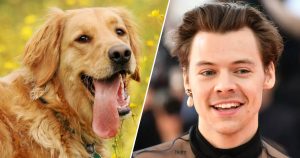 Help Celebs Adopt a Dog to Know Who Your Celeb BFF Is Quiz