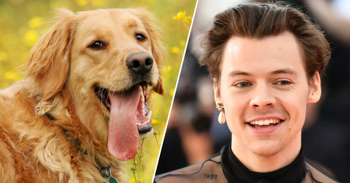 🐕 Help These Celebrities Adopt a Dog to Find Out Who Your Celeb BFF Is