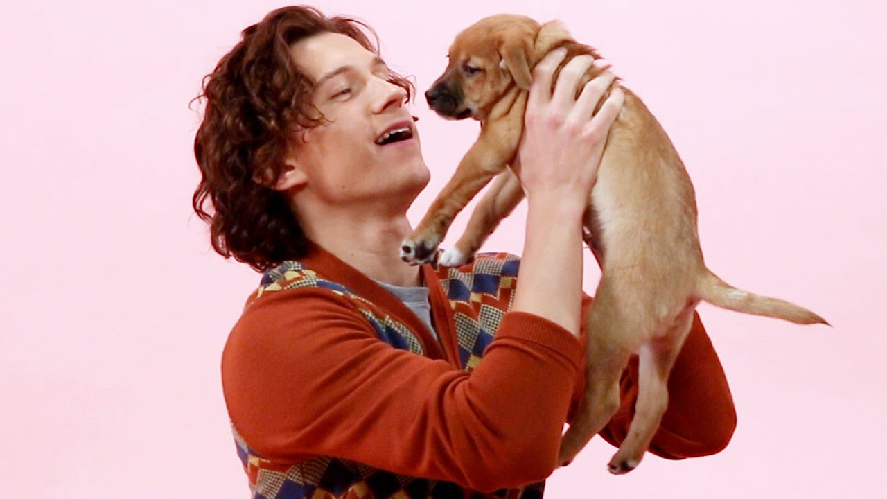 You got: Tom Holland! 🐕 Help These Celebrities Adopt a Dog to Find Out Who Your Celeb BFF Is