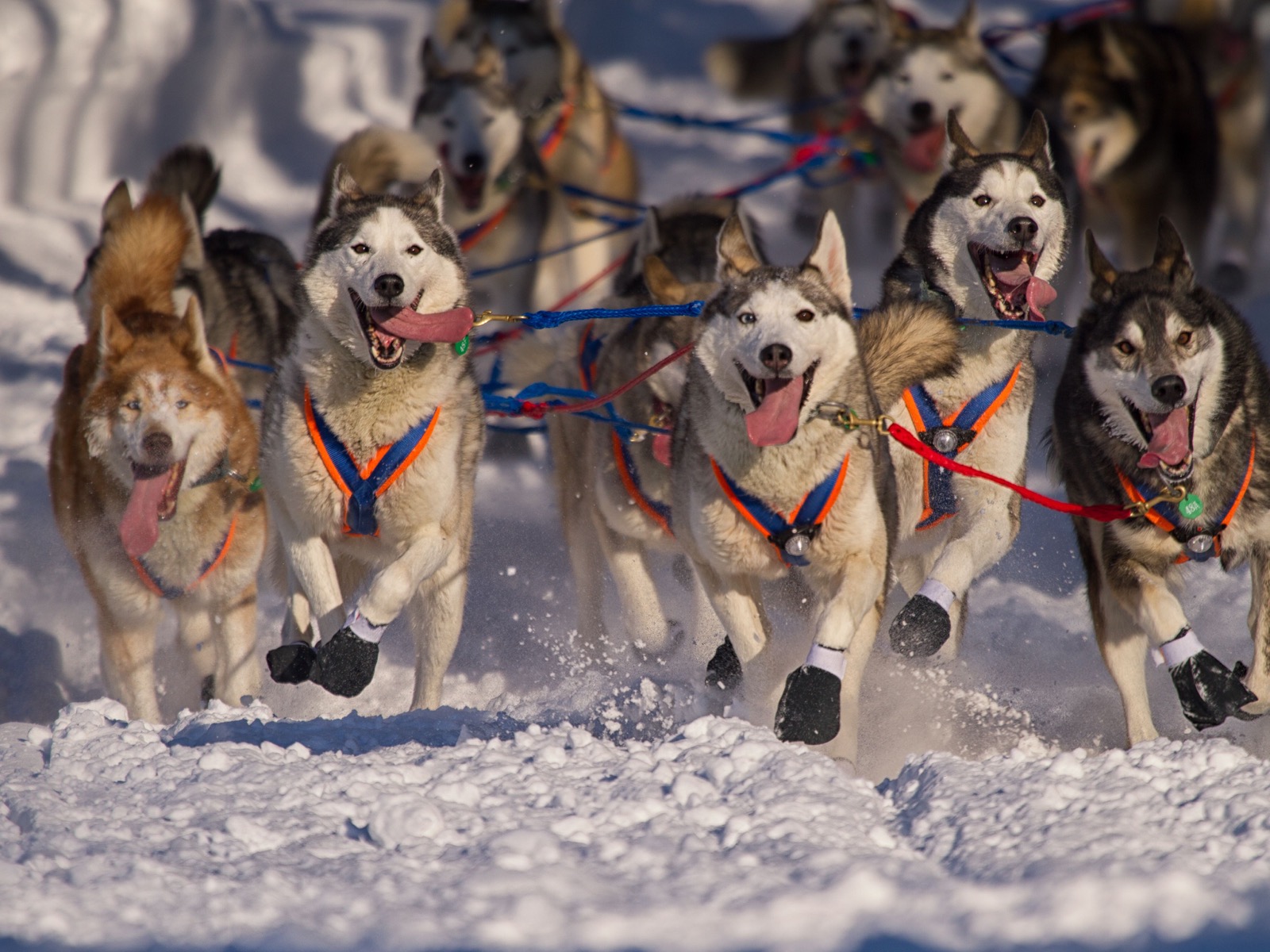 Are You One of the 10% Who Can Get at Least 18 on This 24-Question Geography Quiz? Iditarod Trail Sled Dog Race Husky