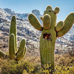 Summer Trivia Quiz: Can You Handle The Heat? 😎🔥 Cactus
