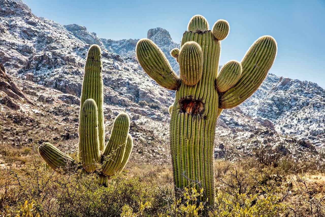 Which Of The Following Statements Is True? Cactus Cacti