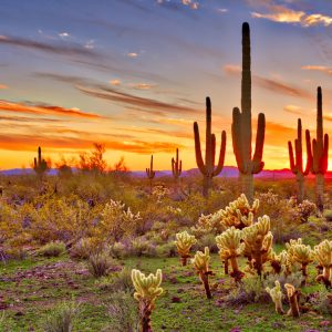 Desert Trivia Quiz Sonoran Desert