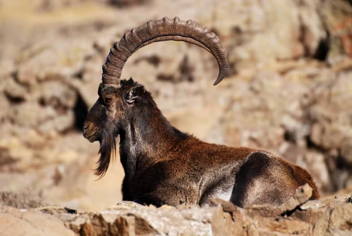If You Can Ace This 24-Question 🌎 Geography Quiz on Your First Try, You’re Way Too Smart Walia Ibex, Simien Mountains National Park