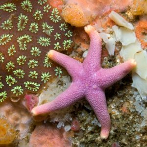 Pink Trivia Quiz Starfish